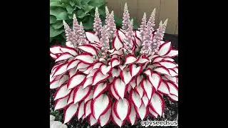 🌿✨ The Enchanting Hosta &ndash; Gorgeous Red & White Striped Giant Hostas! 🌸🌱