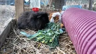 Guinea Pig Cam: Baby and Lady eating Kale and Broccoli from the Garden