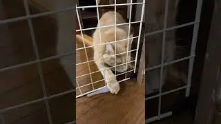 速報　泥棒ブウの実態とは