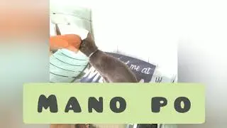 Pusang marunong magmano