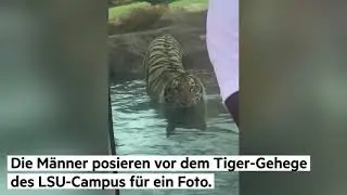 Tigerangriff Raubkatze erschreckt zwei US Studenten auf dem Campus