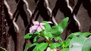 Royalty free Flower Video |No copyright