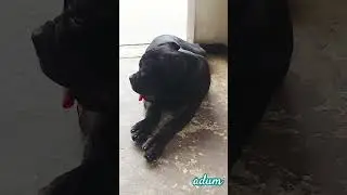คิดอะไรอยู่#canecorso #adum #เคนคอร์โซ่