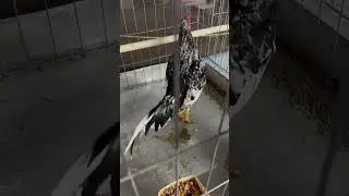 Mini Qaib Thai #chicken #thairooster #bantamchicken #qaib #rooster #bantam #animals