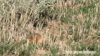 Лалугер (Spermophilus citellus) European Souslik