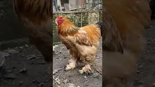 Buff Brahma Horoz ve Haremi