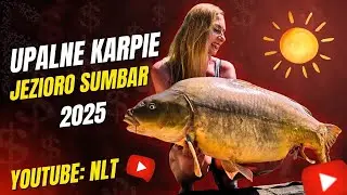 Upalne karpie, amury, Sumbar z NLT 2025