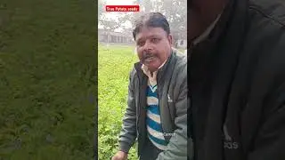 True Potato Seeds । आलू का बीज देखिए कैसे तैयार होता है। #potato #tps #true_potato_seeds #education