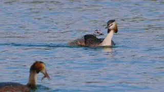 Crested Grebe Family Feeding Behavior (Field Recording)