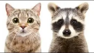 Strikeforce kitty last stand (again) 2