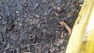 Caterpillars in my Blueberry pots ?? Help!!