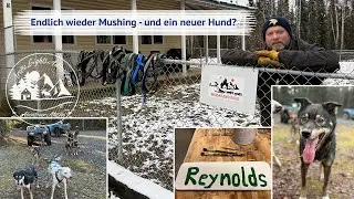 Schlittenhundezeit - Herbsttraining hat begonnen - Klappt es mit dem neuen Hund?