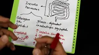 Role of incretin hormones in insulin secretion