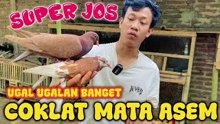 JOS PIYIK PERDANA GIRING KALO LENDING UGAL UGALAN