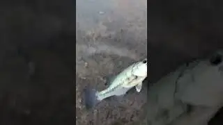Caught this guy on the buzz bait #shorts #viral #bassfishing #foryou #trending #foryou #fishing