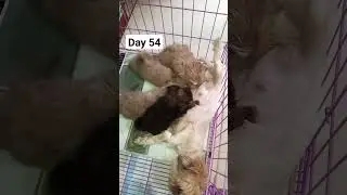 day 54 of Shihtzu puppies #shorts
