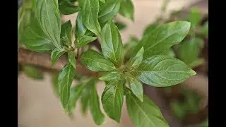Maintaining Plant Health- Hamelia Patens Plant Care