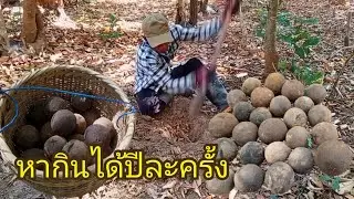 เลาะป่าหาขุดเบ้าหาอยู่หากินตามธรรมชาติ