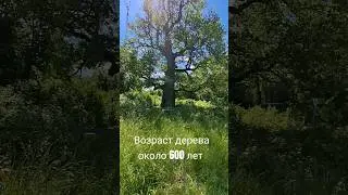У Лукоморья дуб зелёный.. 🌳🌾Бавария  ( Naturerbe Eiche ca 500-600 Jahre alt)#bayern#nature