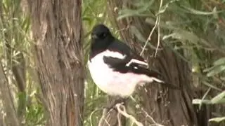 Ptaki Australii: Melanodryas cucullata 01