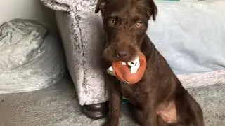 Coco photos 🐶