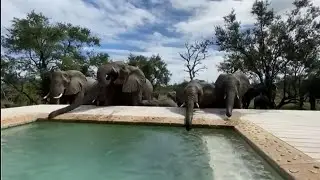 Large elephant herd drinks out of safari swimming pool