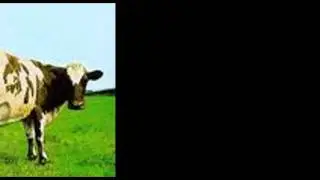 Abertura VACA 360&ordm;!!!