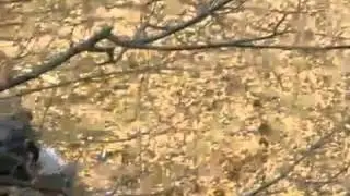 Im Holzrad den H&uuml;gel runtersausen FAIL holzrad
