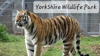 Yorkshire Wildlife Park 4k Doncaster Uk Zoo Tour Animal Footage Lions Tigers Bears Giraffes