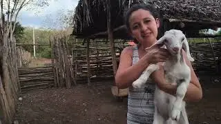 Esperança Cuidando das Cabras e Mostrando o Novo Integrante da Família Rural 🐐✨”