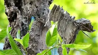 Vernal Hanging Parrot in action ( Probably nesting )
