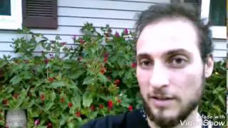 6 Foot Tall Perennial Four O'clock Plants in Zone 5