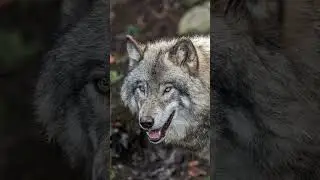 🐊🐺 Epic Battle: Alligator vs. Wolf! Who Will Reign Supreme? 🏆