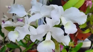 Cattleya skinneri v. alba (Guarianthe skinneri). @orchidnewbee8786
