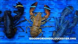 Yellow Lobster-Blue Lobster-Quadruple Pincer Lobster All Landed In Gloucester at Captain Joe's