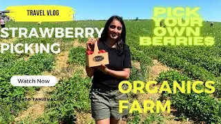 Strawberry Picking Canada 2022 | Organics Farm Markham | Pick your own Strawberries | Tamil vlog