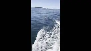 Orcas in the Salish Sea off Sidney, BC