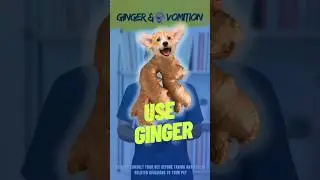Ginger Water for Dog Vomition | The Dr Vet | Dog Vomition Home Remedies #dogs #vet #pet