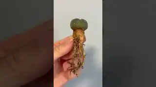 Peyote Cactus Roots.