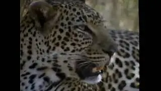 Animal Communities VHS