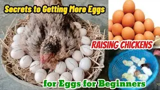 How To Boost Egg Production in Chickens - How To Increase Hen Egg Production