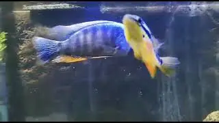 American and African Cichlid 55 gal Tank - Aqu&aacute;rio de Cicl&iacute;deos Africanos e Americanos 200 L