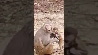 Cute & Active Baby Monkey 🐵😂 #shorts #cutemonkey