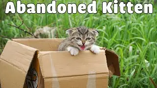 Rescue The Abandoned Kitten Crying At The Trash Cans |  Sreet Cat Rescue - Woa Mew