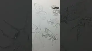 Moth Sketch #reference #art #drawtober