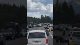 Blondie the Bear Crosses the Road with Her Cubs || ViralHog