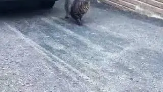 | 9GAG | This cat is BUFF!