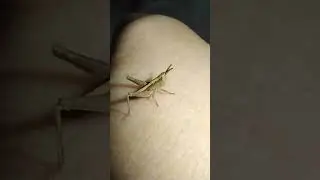 adult grasshopper handling