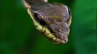 This Worm Turns Into a Snake When Threatened! 🐍#animal #nature #wildlife #amazing #foryou #shorts 