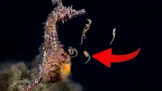 Craziest Ways Sea Creatures Give Birth: From Eggs to Live Birth and Beyond